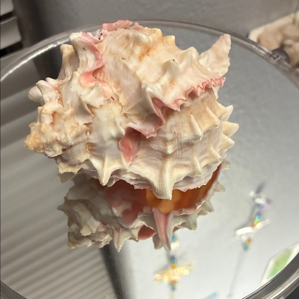 Natural Pink and Cream Seashell Decorative Conch